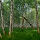 Moorbirkenwald im Biebrza Nationalpark