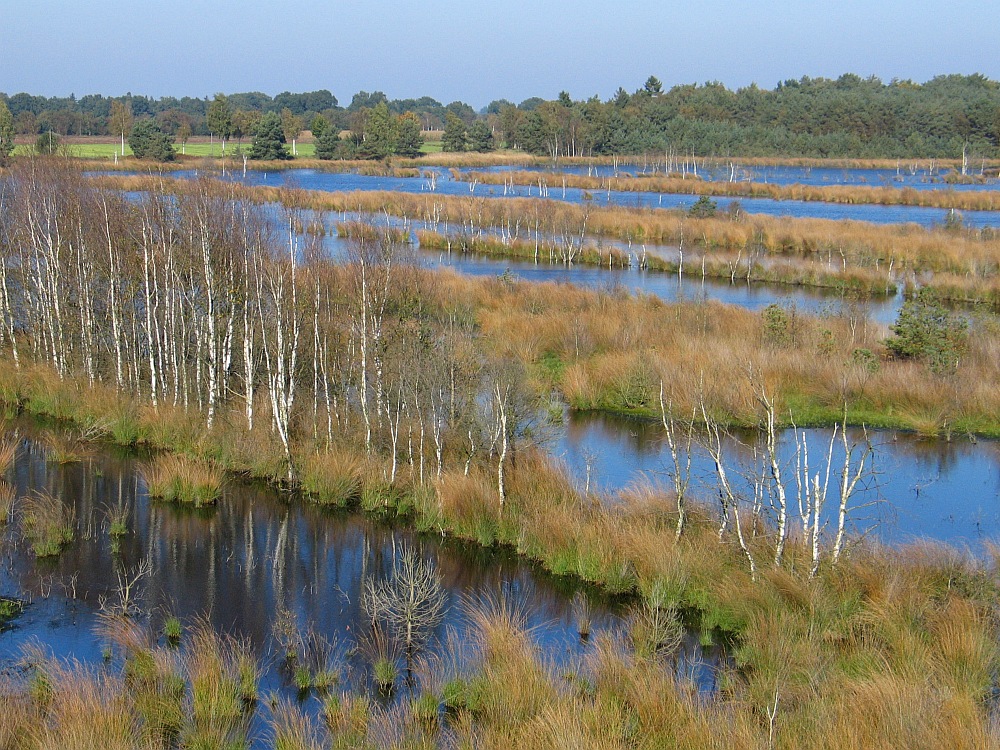 Moorblick I