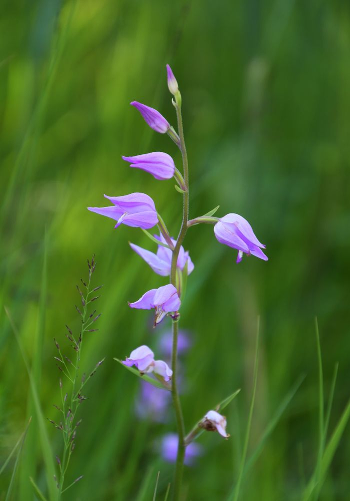 Moorblüte