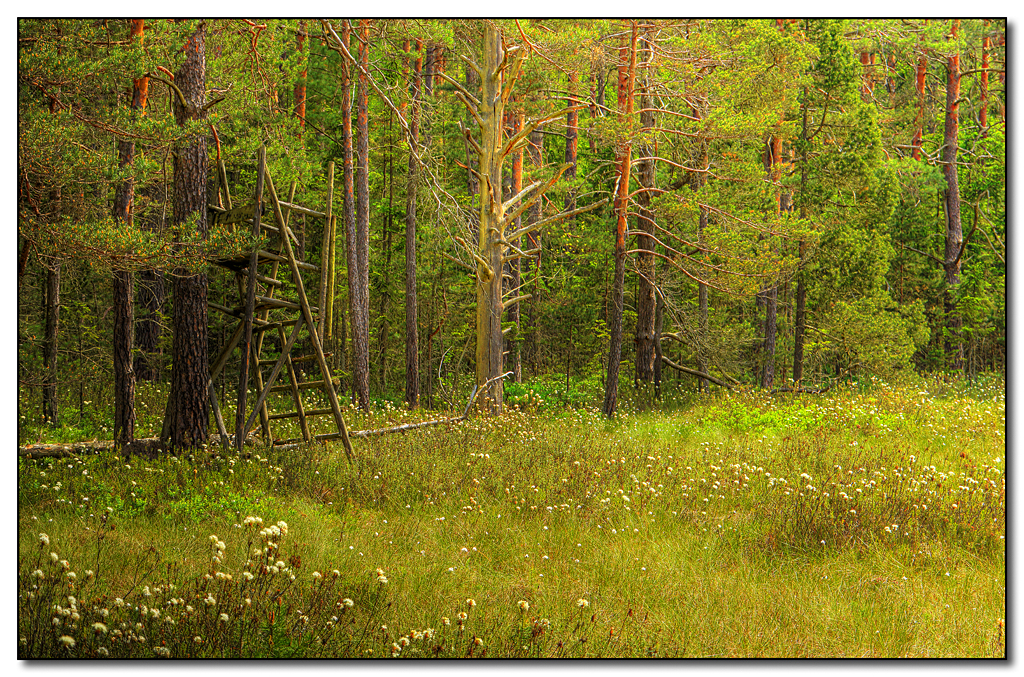 Moorblüte im Waldviertel