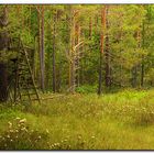 Moorblüte im Waldviertel