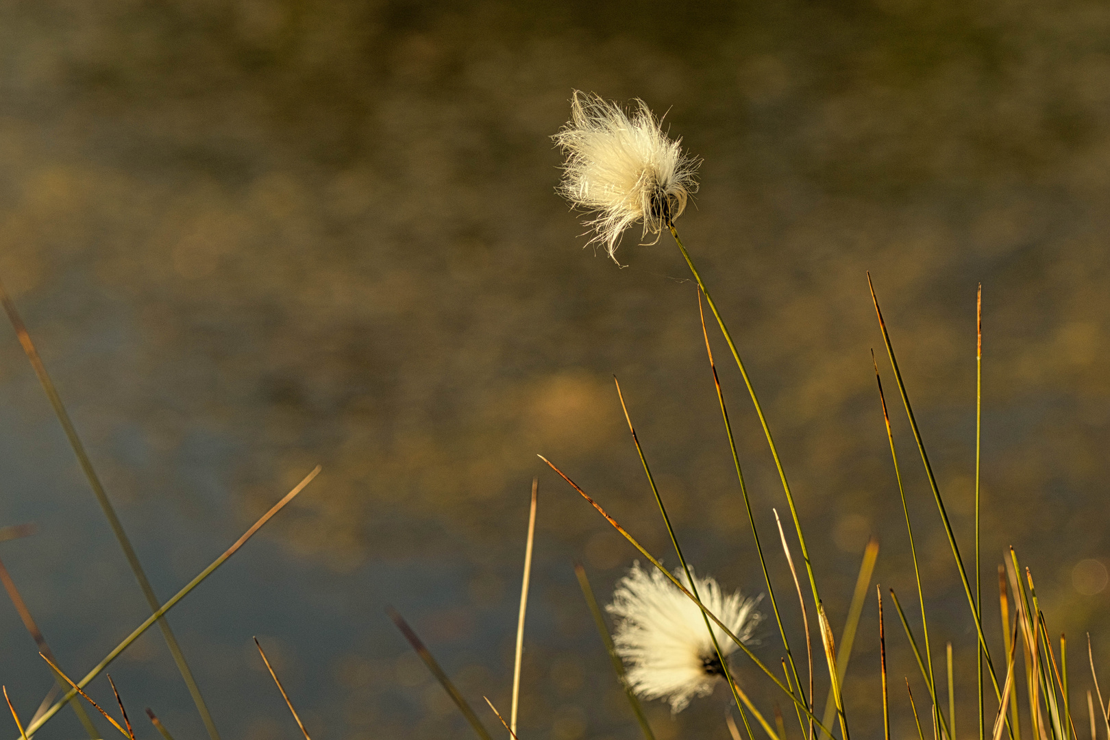 Moorblume