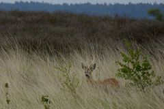 Moorbock