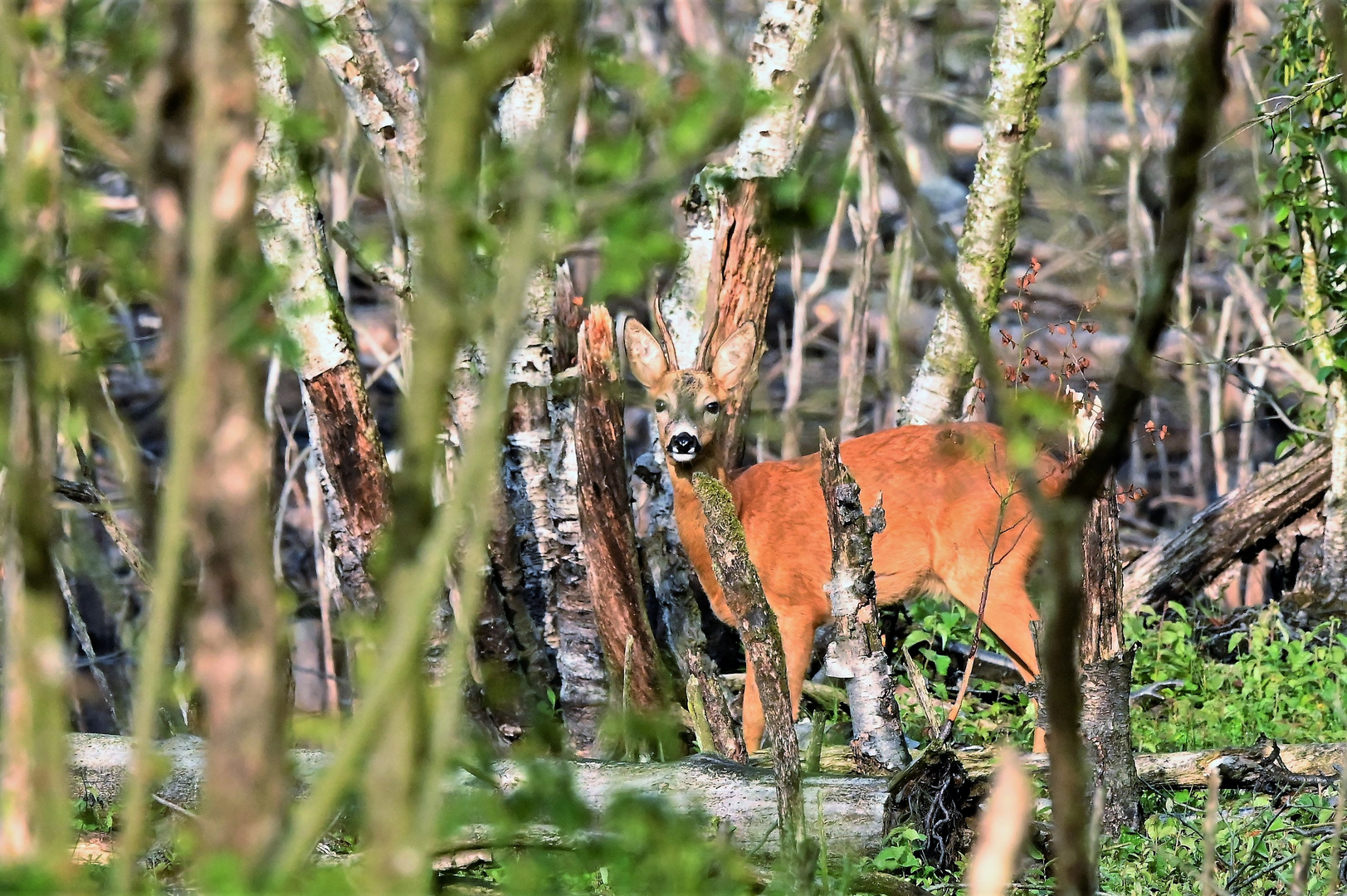 Moorbock