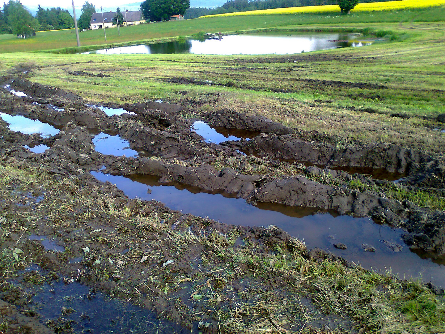 Moorboden hält Wasser wie ein Schwamm zurück