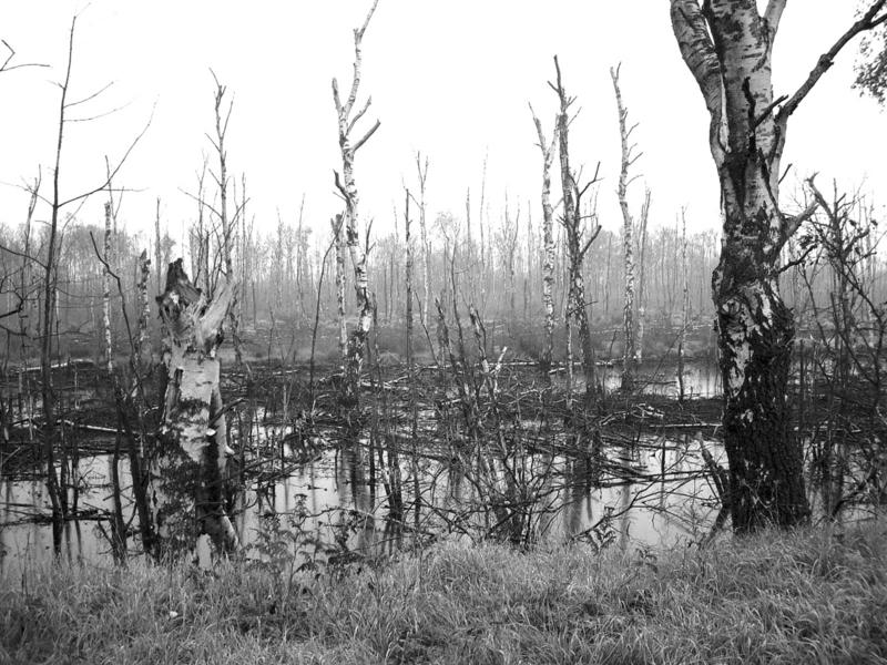 Moorbruch im Freistätter Moor