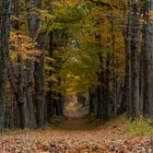 Moore State Park Allee