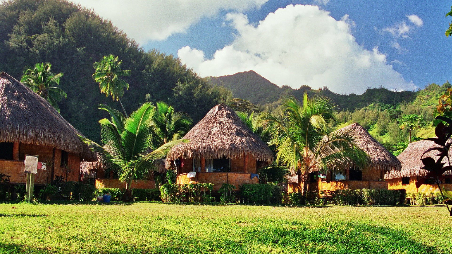 MOOREA STYLE TRENCH POLYNESIA