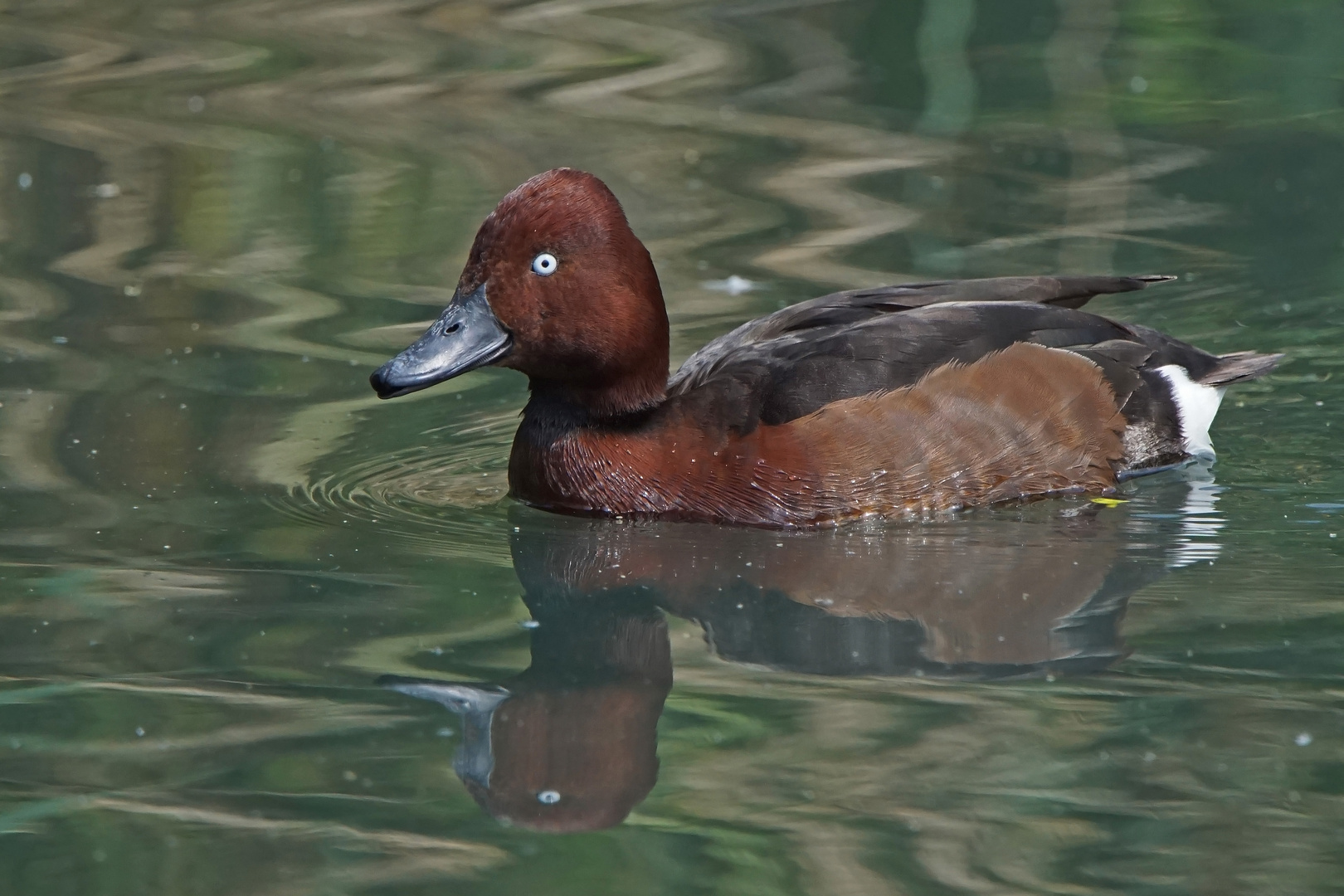 Moorente (Aytha nyroca)