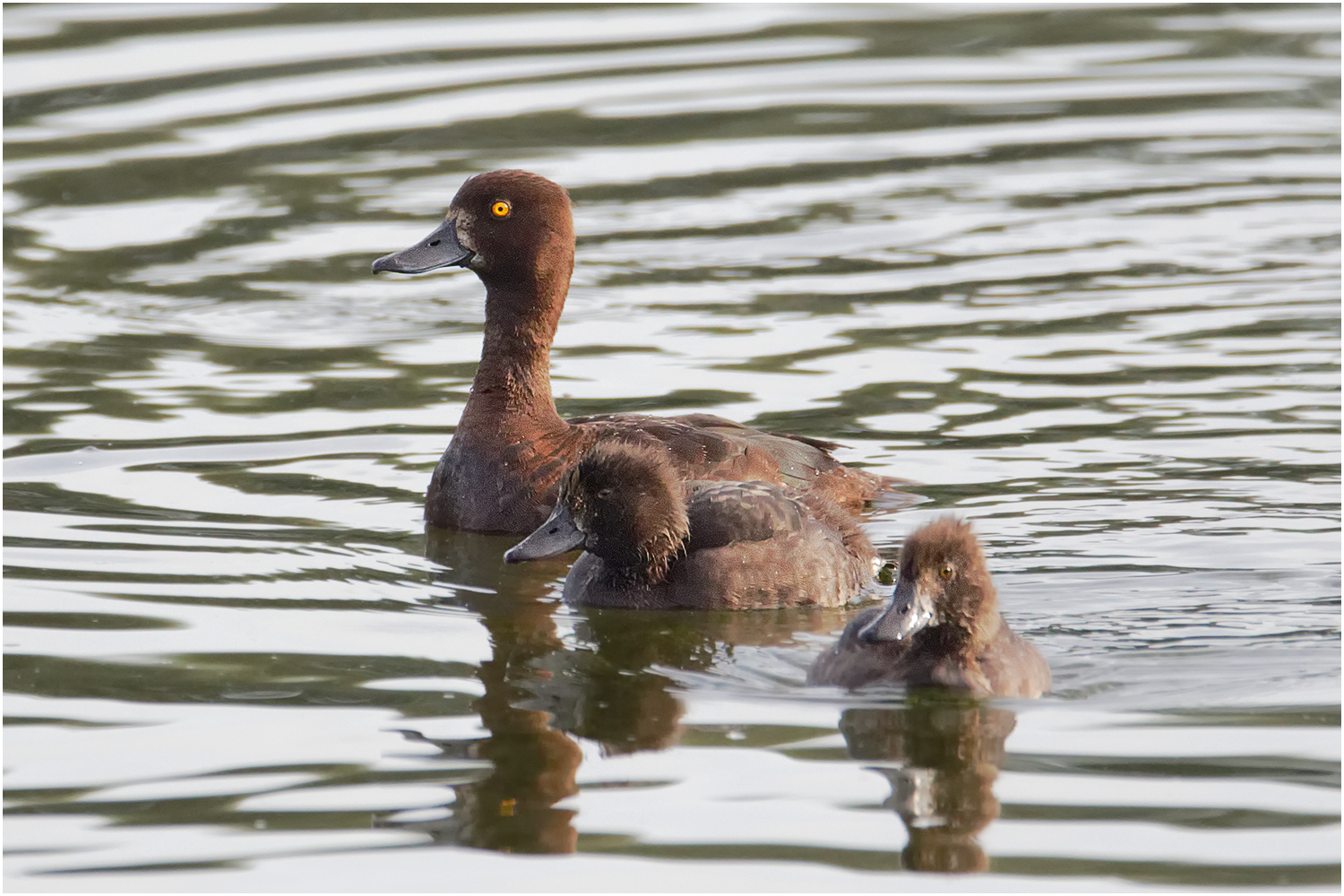 Moorente (Aythya nyroca)