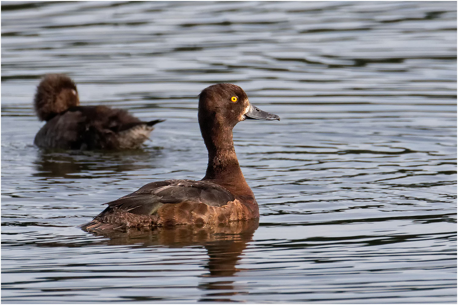 Moorente (Aythya nyroca)