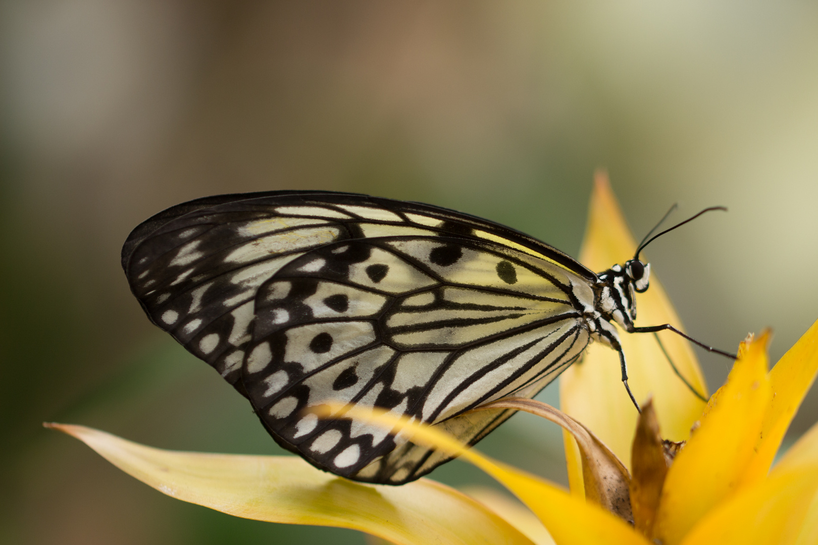 Moorfalter Schmetterling