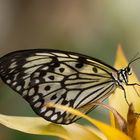 Moorfalter Schmetterling