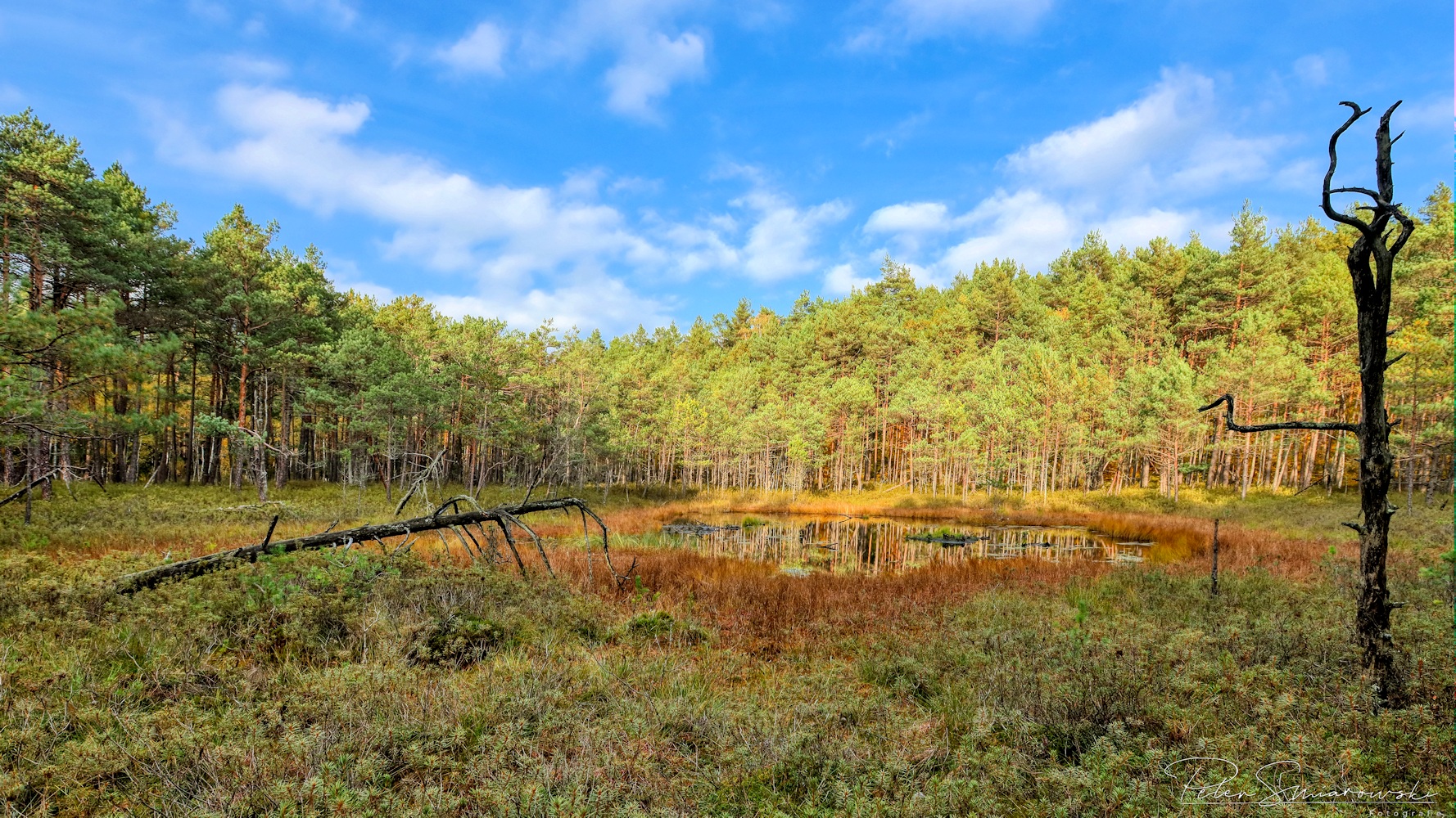 Moorfläche mit Wasserteich