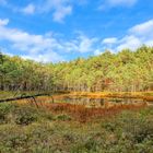 Moorfläche mit Wasserteich