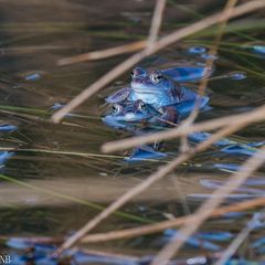 "Moorfrösche im Blaumann"