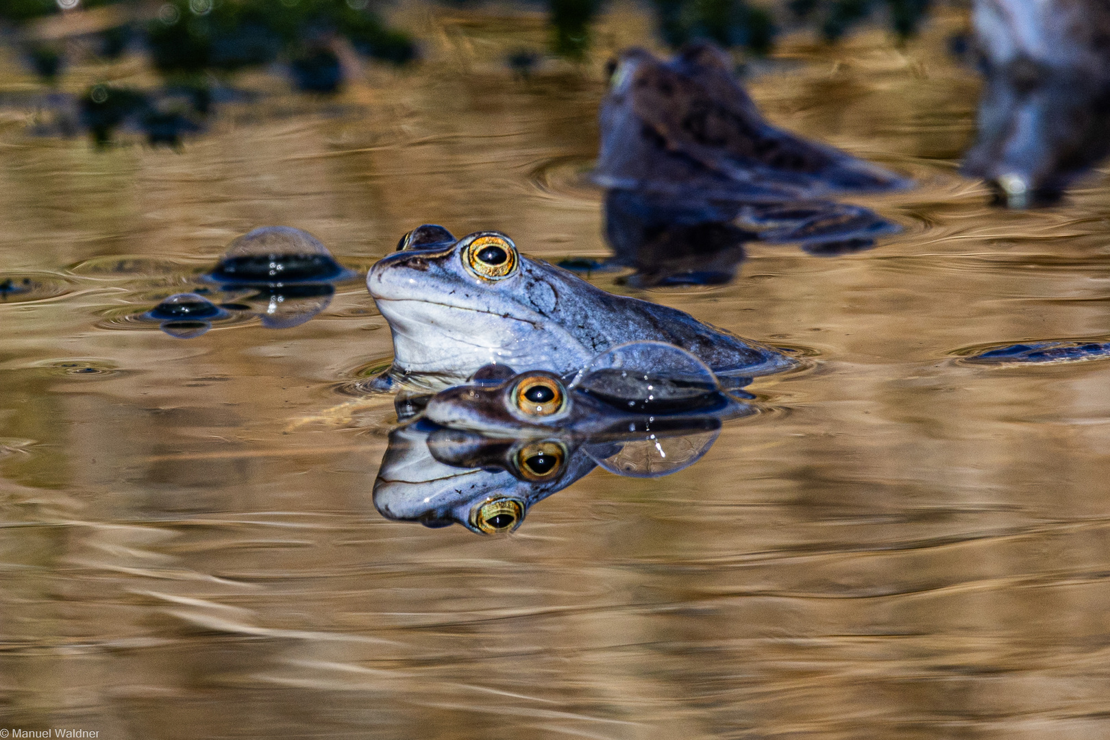 Moorfrösche im Himmelmoor