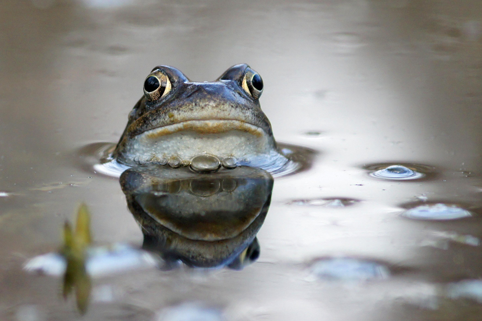 Moorfrosch