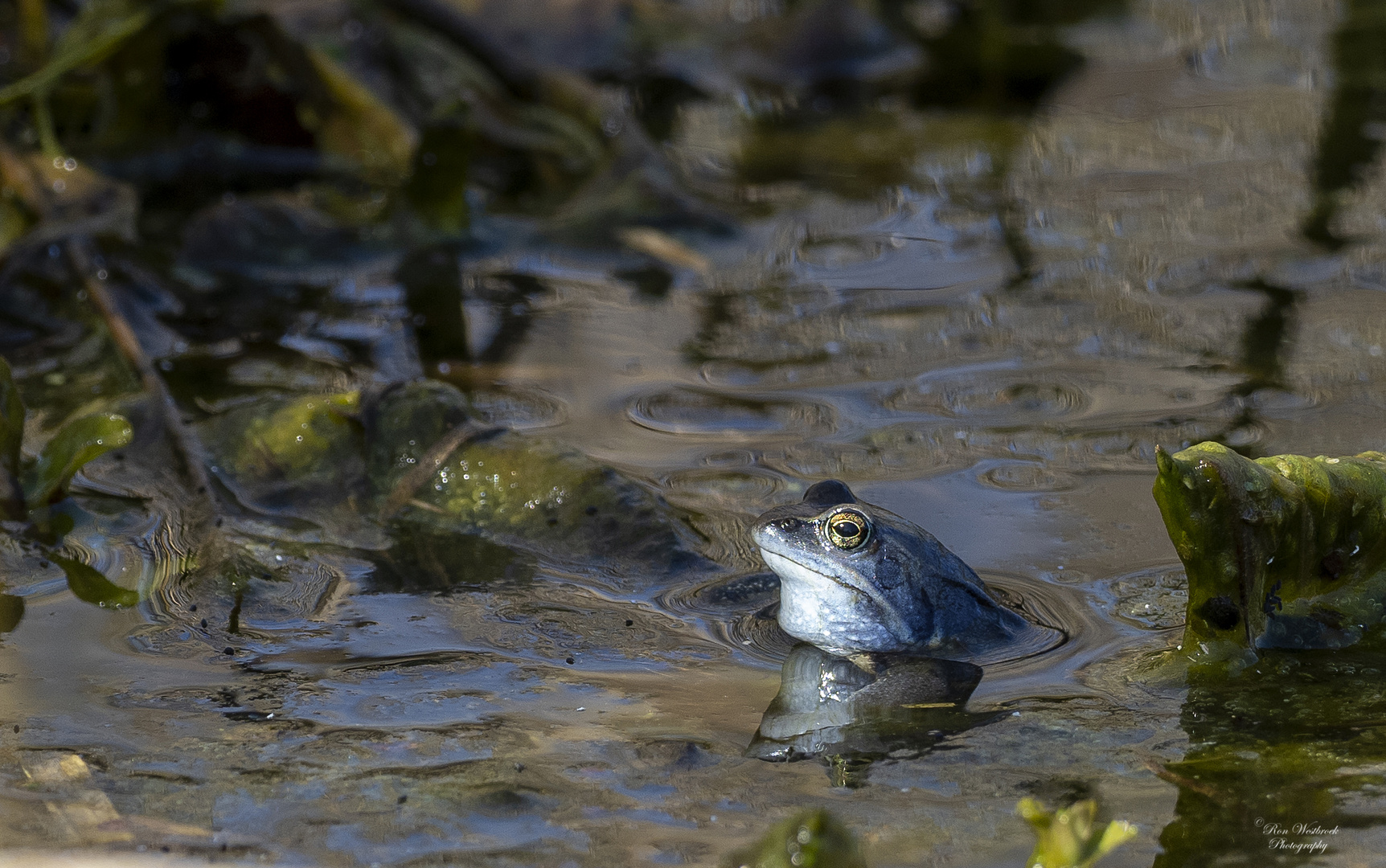 Moorfrosch