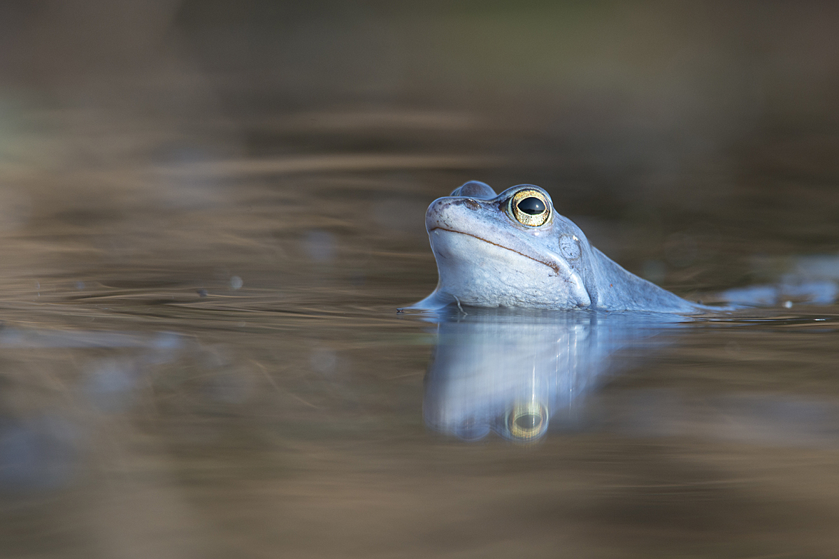 Moorfrosch