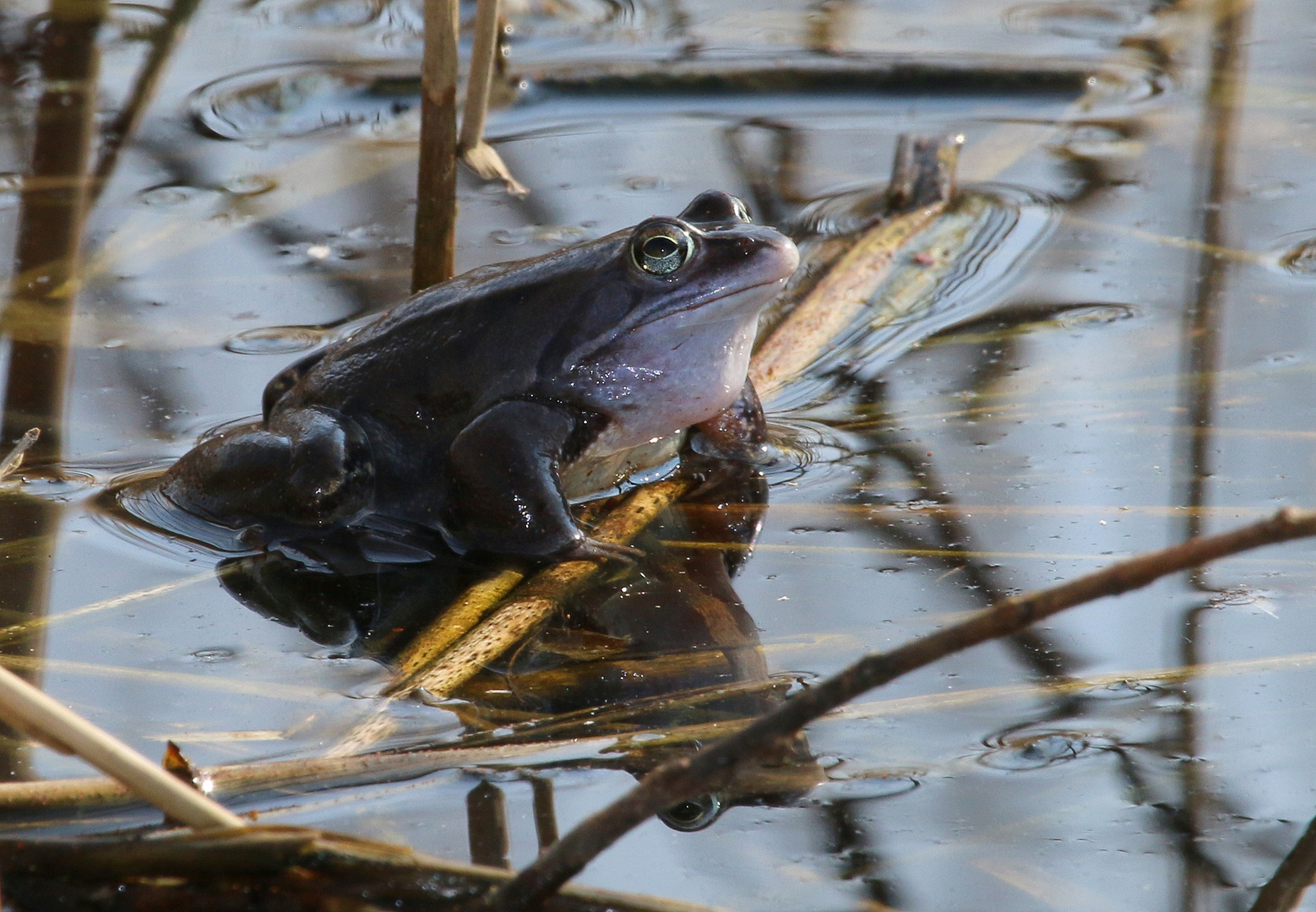 Moorfrosch