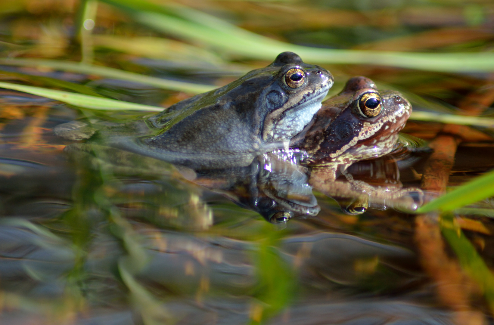 Moorfrosch (11)