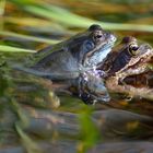 Moorfrosch (11)