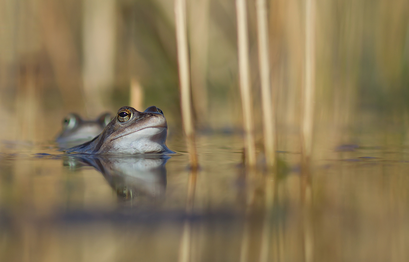 Moorfrosch