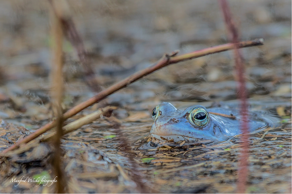 Moorfrosch