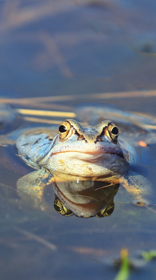 Moorfrosch