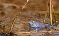 Moorfrosch