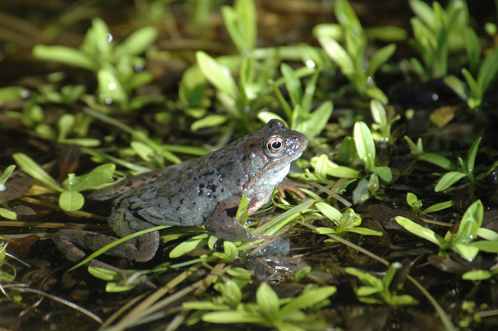 Moorfrosch