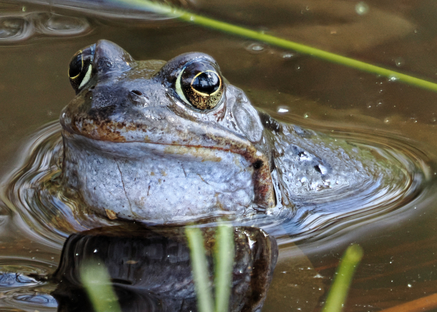 Moorfrosch