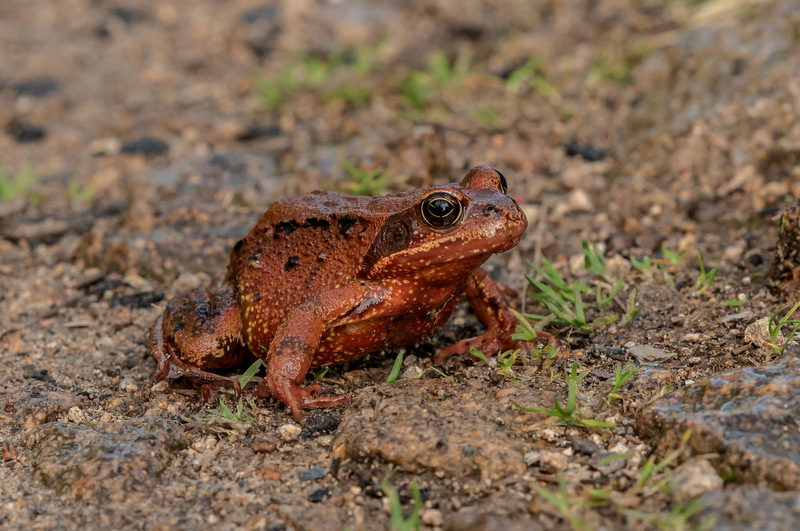 Moorfrosch