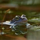 Moorfrosch