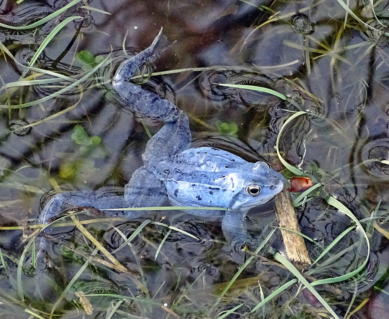 Moorfrosch