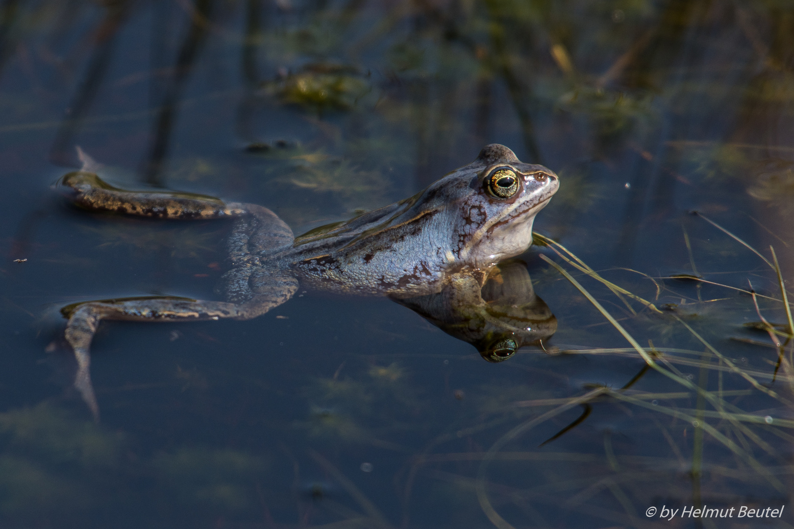 Moorfrosch 2