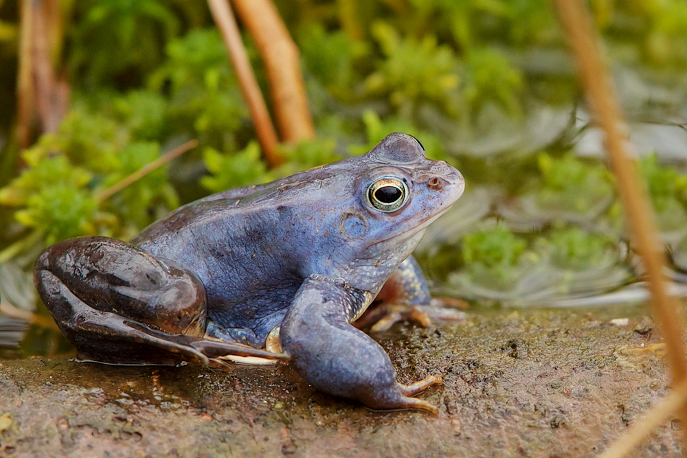 Moorfrosch 2015