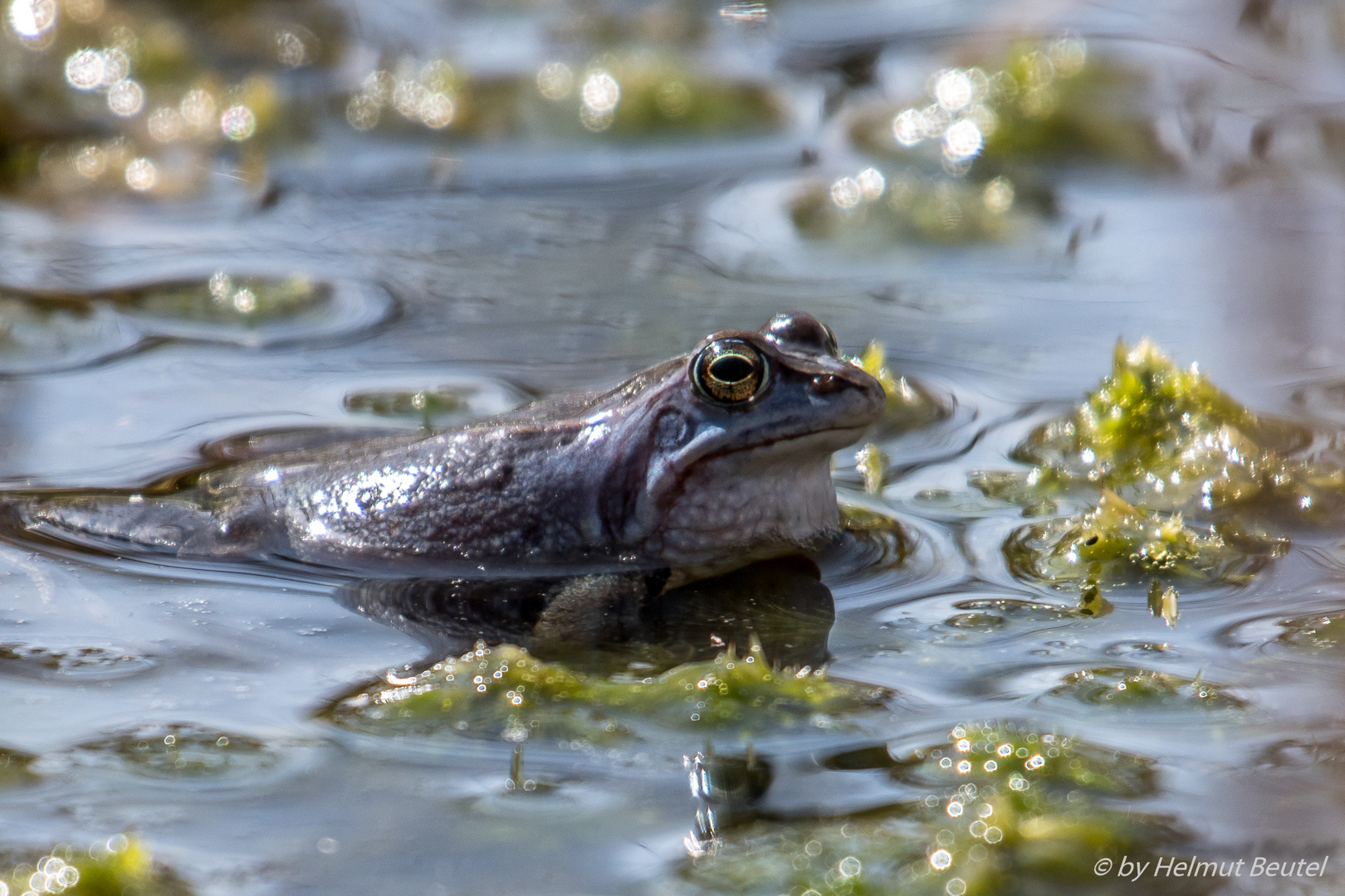 Moorfrosch 3