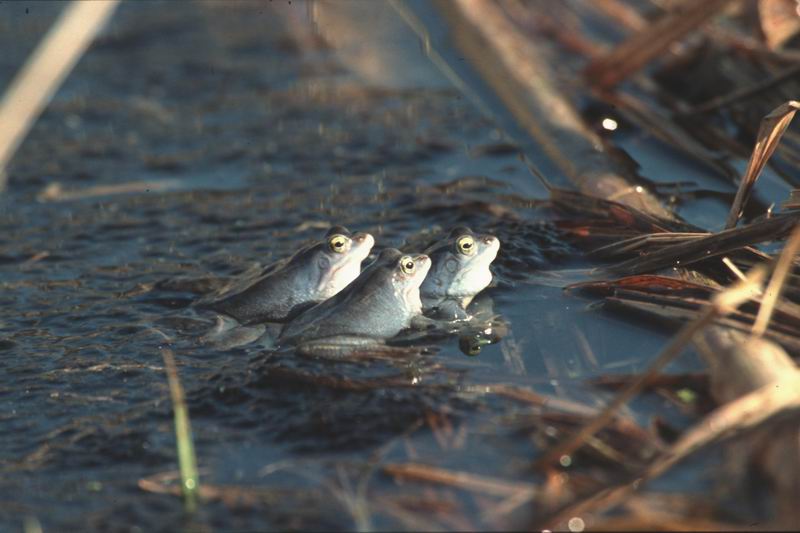 Moorfrosch 3 Auge