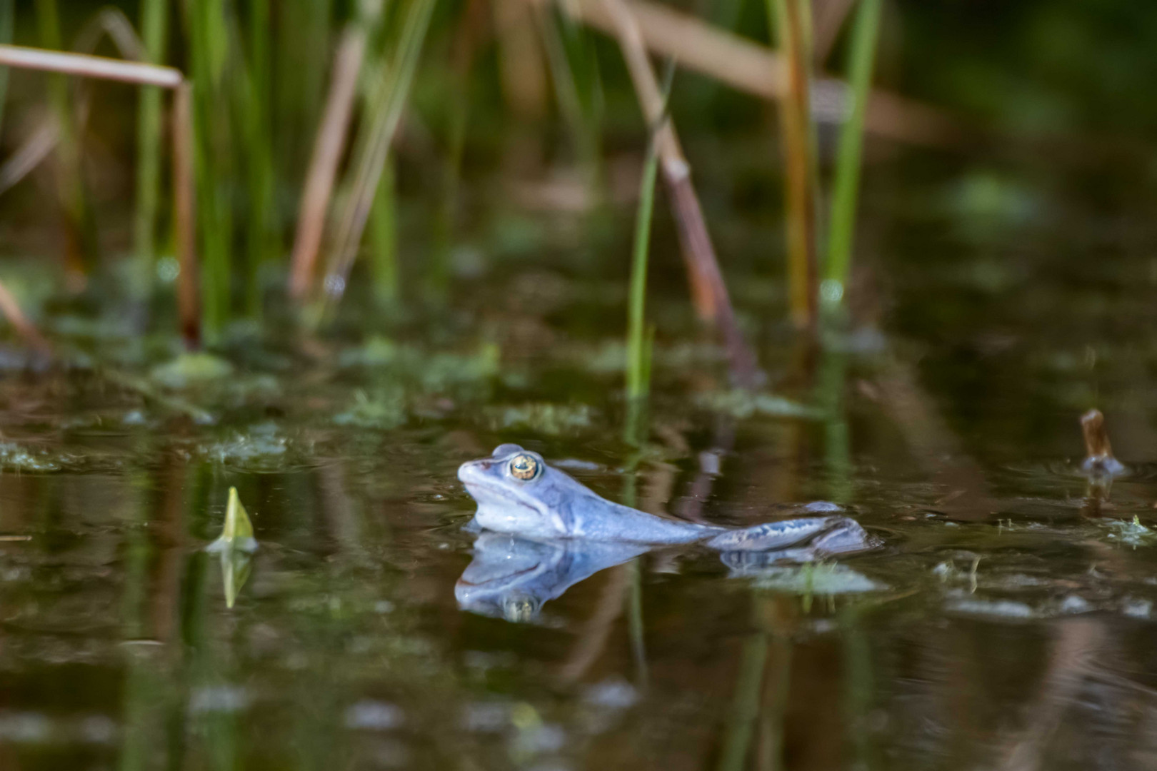 Moorfrosch