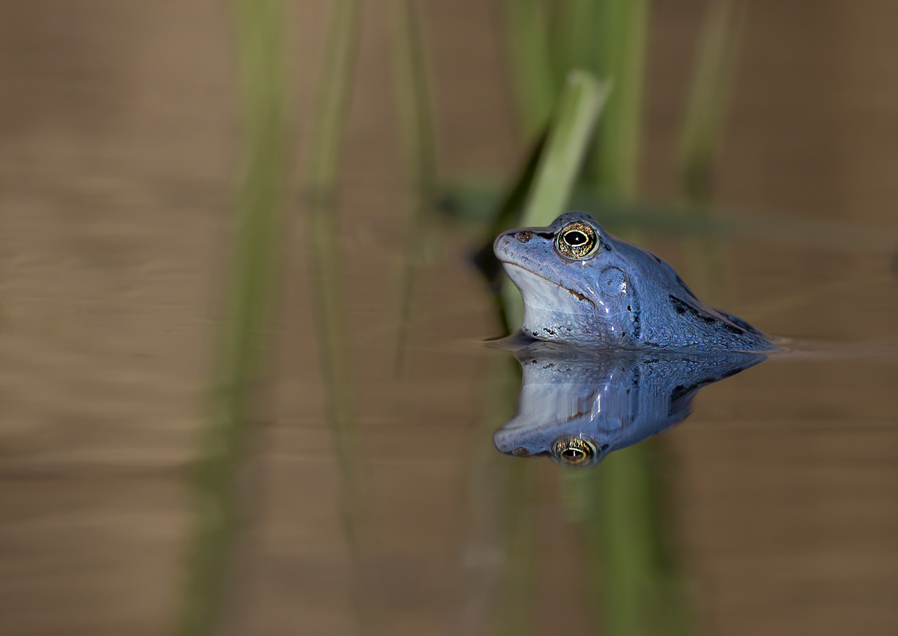 Moorfrosch