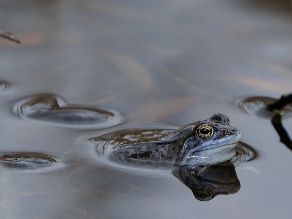 Moorfrosch