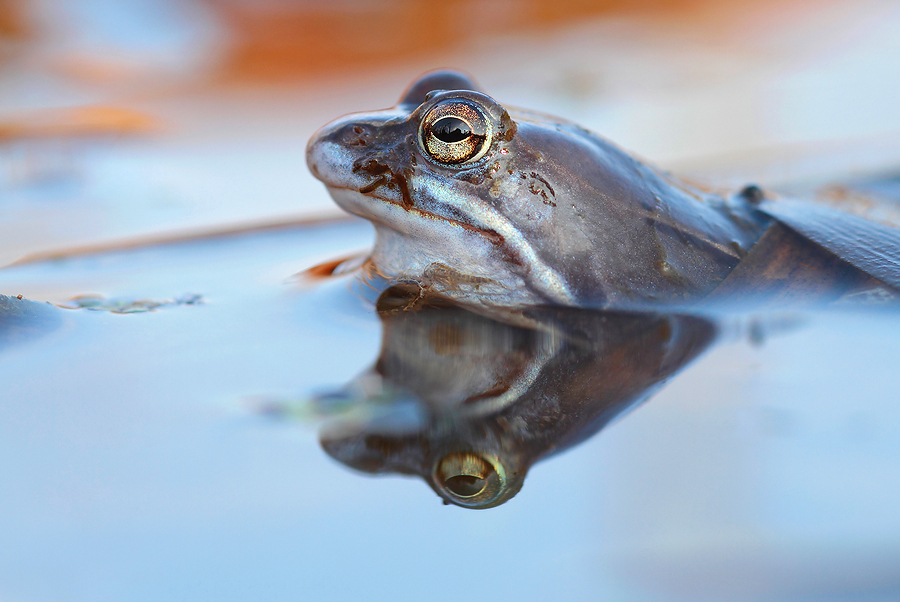 Moorfrosch