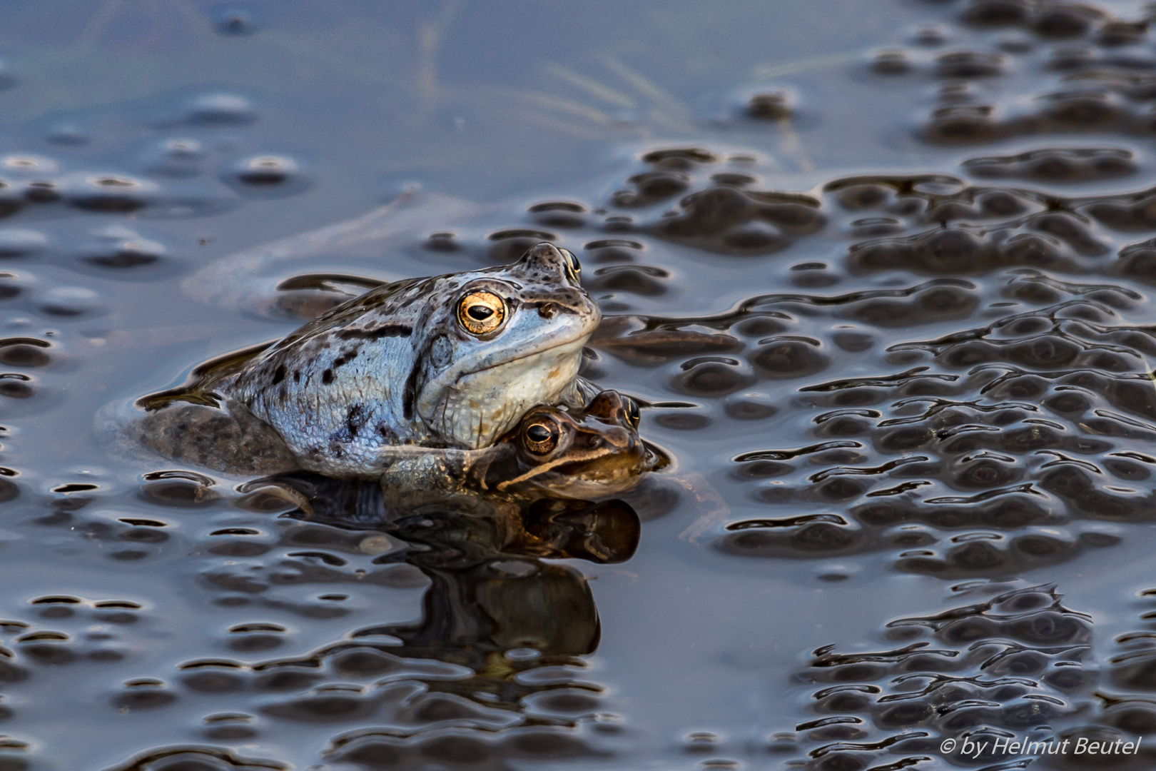 Moorfrosch 4 - für Nachwuchs ist gesorgt