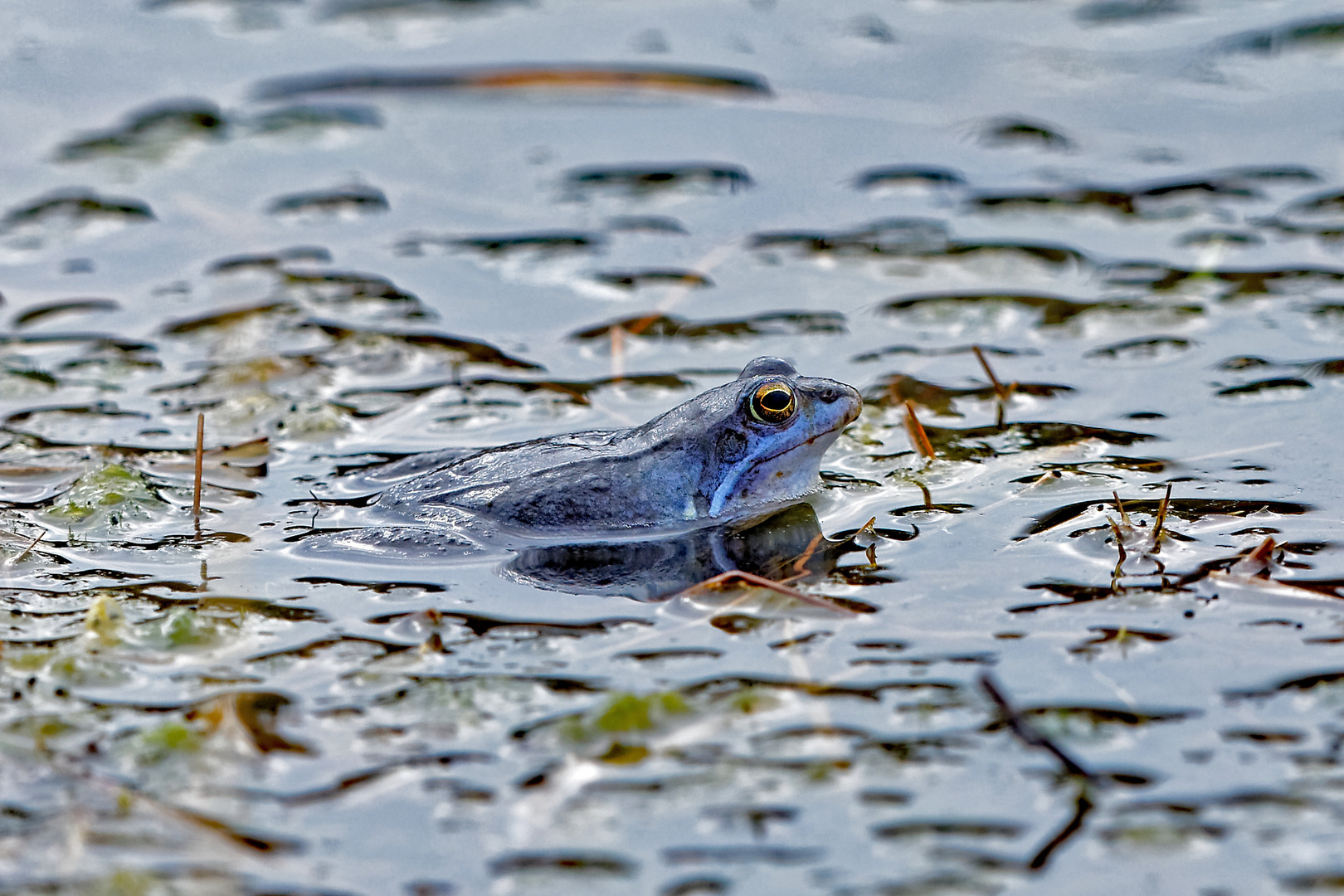 Moorfrosch