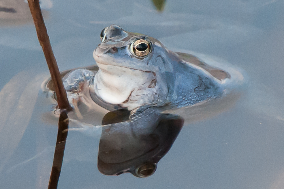 Moorfrosch