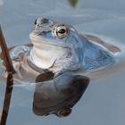 Moorfrosch