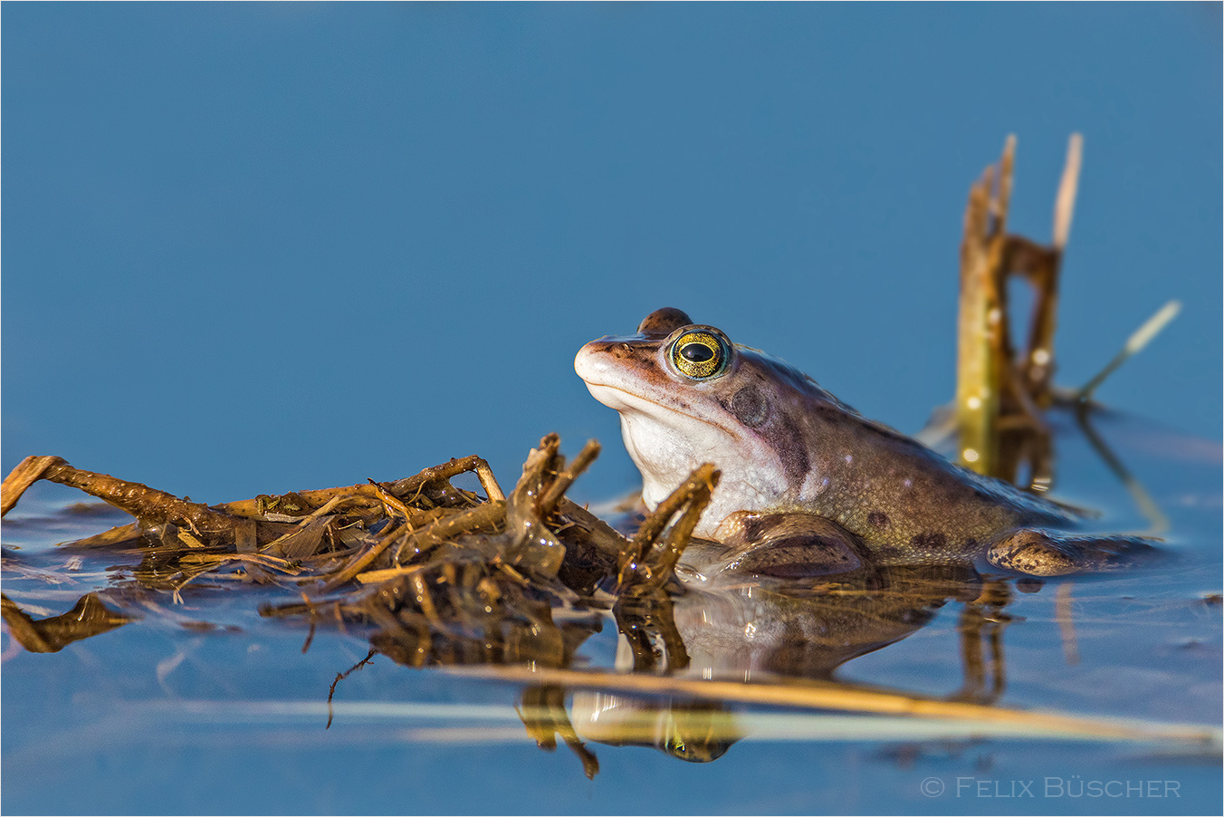 Moorfrosch