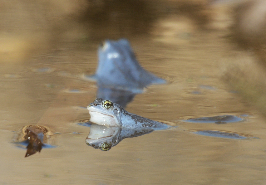 Moorfrosch